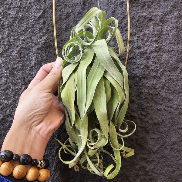 長葉電捲(不含吊架)/Tillandsia streptophylla~露養植株多少有正常耗葉!完美主義請勿下單! 