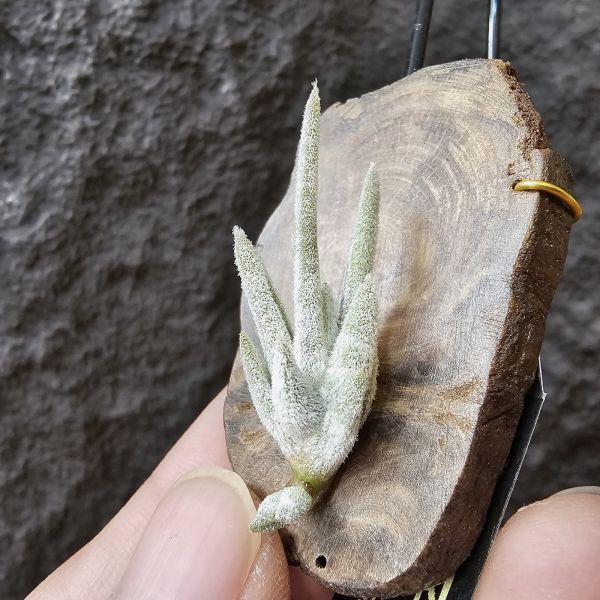 子彈(小型種)/Tillandsia mitlaensis 