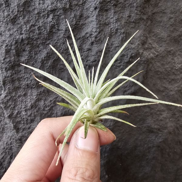 (河×電)×醬爆/Tillandsia (ehlersiana × streptophylla) × ionantha var. van-hyningii Jumbo 