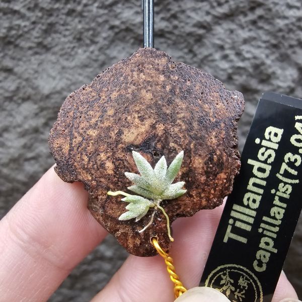 Tillandsia capillaris(73.04) 
