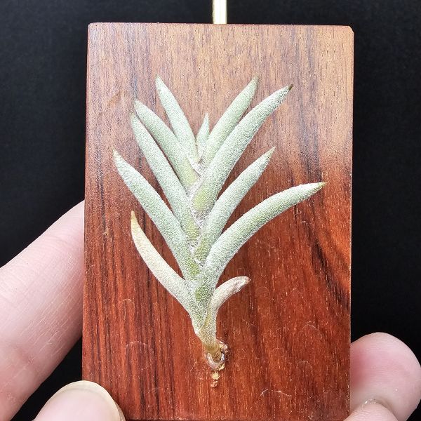 Tillandsia capillaris(Europe)~歐洲卡畢、植株不小未見過開花的型態。 