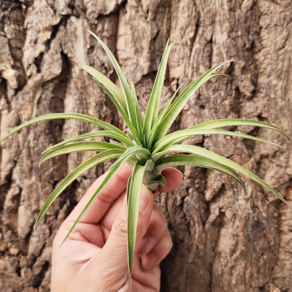 高原×德魯伊小精靈/Tillandsia sSphaerocephala × Ionantha Druid 