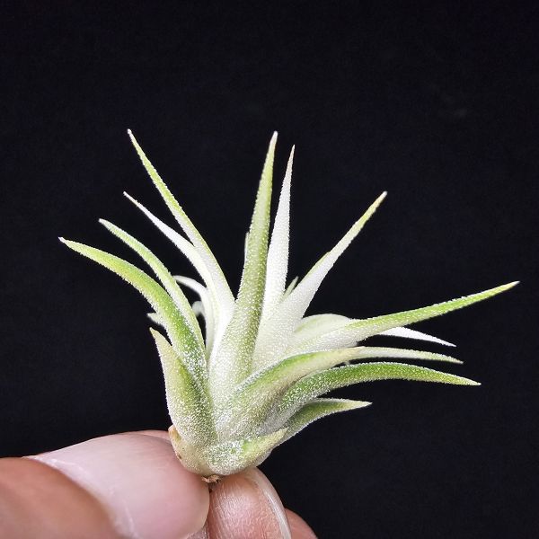 阿伯小精靈(藝)/Tillandsia ionantha Albo-Marginata 