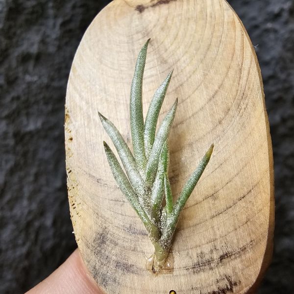 歐洲卡畢/Tillandsia capillaris(Europe) 