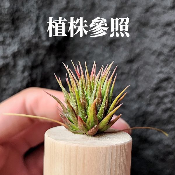 花生米小精靈(選)/Tillandsia ionantha peanut~圖四母株參照 
