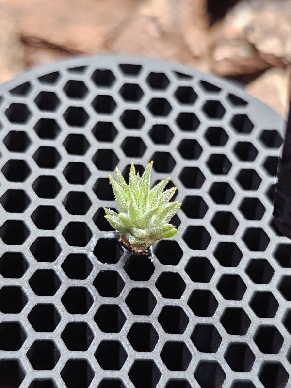 金字塔小精靈/Tillandsia ionantha 'Pyramid' 