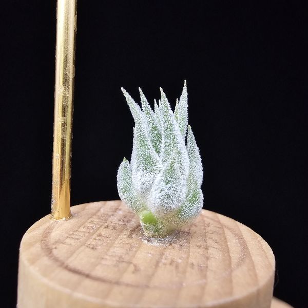 薰衣草小精靈(夏威夷)/Tillandsia ionantha Hawaiian Lavender 