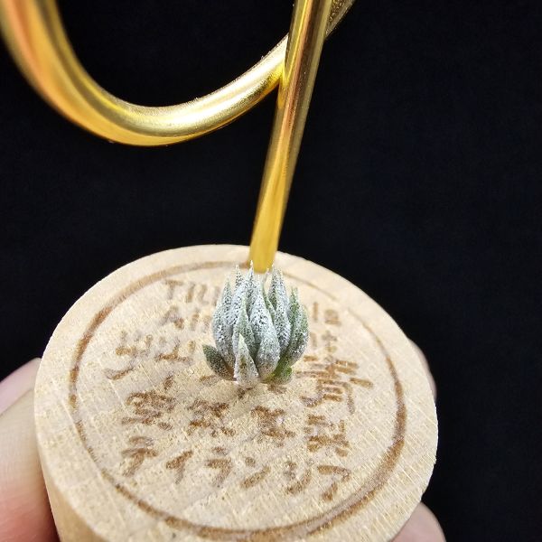 德K榛果×雨林AP(S)/Tillandsia ionantha haselnuss x ionantha Apretado(RFI) 
