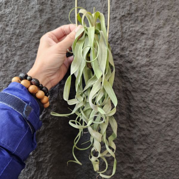 長葉電捲(不含吊架)/Tillandsia streptophylla~露養植株多少有正常耗葉!完美主義請勿下單! 