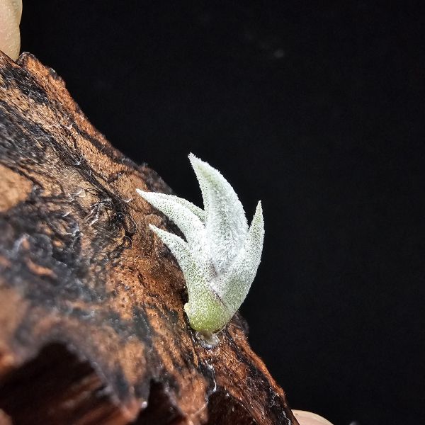銀龍爪/Tillandsia sp. ei tule mexico 