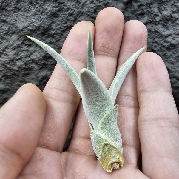 德K白天鵝X？(圖四、五母株參考)/Tillandsia barfussii X？(KK)德國農場相當高價的大型白天鵝！母株購買時近3W，具描述可能是與雪鵝SP.的交種，與常見的白天鵝相較看似有偏白些，有無差異則依個人的主觀判斷覺得有收藏價值在購買！ 