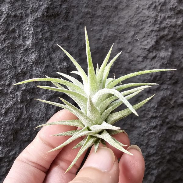 長莖小精靈-熱帶/Tillandsia ionantha v. van-hyningii 