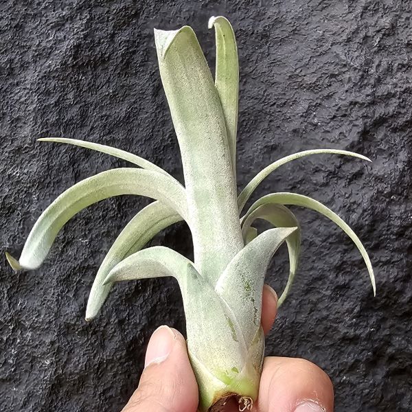 椰林魅影/Tillandsia Coconut Grove 