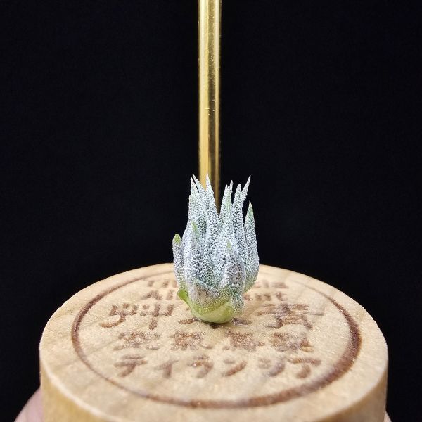 榛果精靈紫星/Tillandsia ionantha Hazelnut 'Stiff Purple Star' 