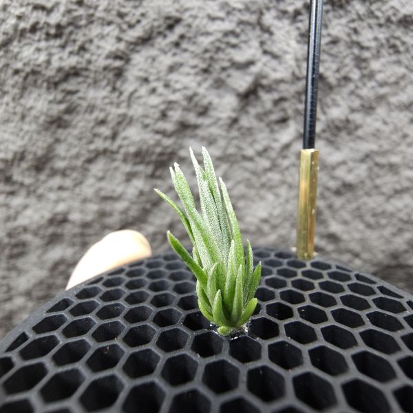 銀冰×迷你電捲/Tillandsia chiletensis × diguetii 