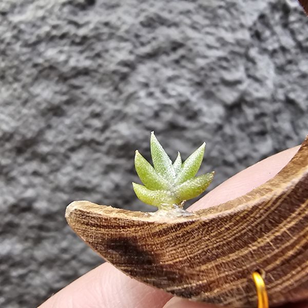 吉利/Tillandsia gilliesii forma major seedling 