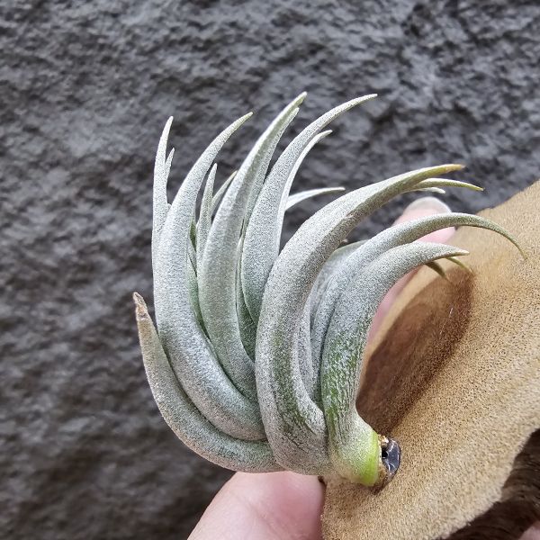 原種卡蜜拉(稀)/Tillandsia carminea(Europe)~正卡蜜拉，與野採個體是不同的品項也較罕見！ 