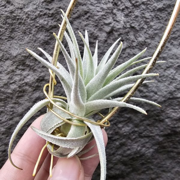 薄紗×多國/Tillandsia (gardneri × stricta)~從芽養到多葉尺寸，都需要時間~ 