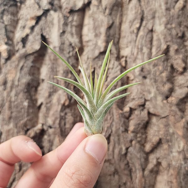 古他娜/Tillandsia Ku Thana 