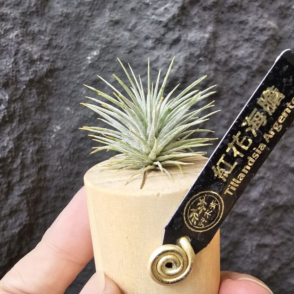 紅花海膽/Tillandsia Argentea 
