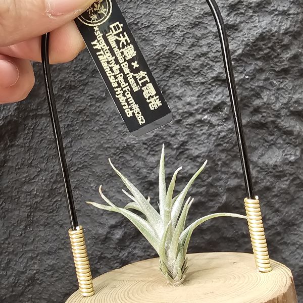白天鵝×紅電捲#8262/Tillandsia Barfussii × streptophylla Red Form #8262 