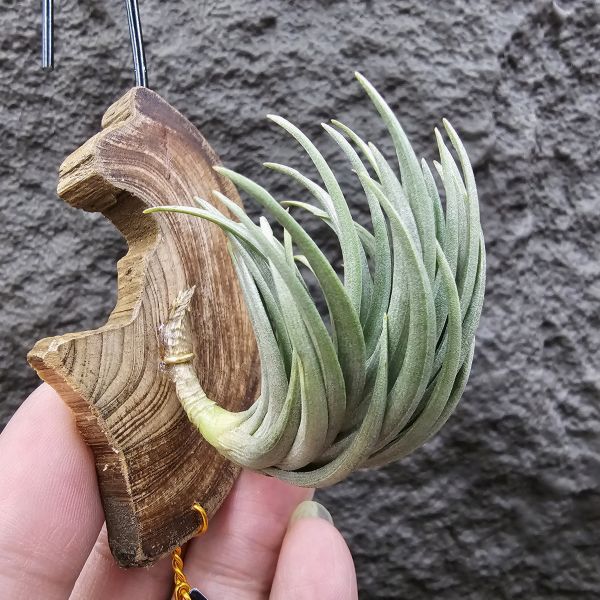 Tillandsia tenuifolia var. saxicola(M+尺寸)紫水晶變異型態較小型個體，與T.tenuifolia Bronze Tip很相似，以來源名稱為主，T.tenuifolia的個體也相當多變，實際上有無個體差異也不好判別，此品未曾見開花過！側上木會呈勾勾的型態相當漂亮！ 