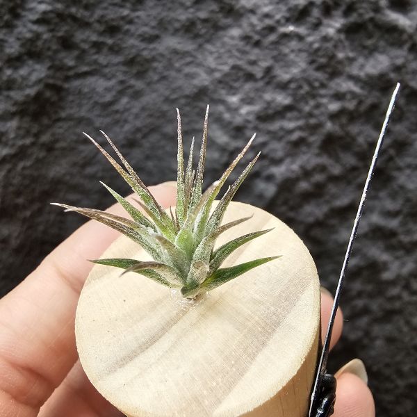 BC實生~會顯色(史蒂夫)/Tillandsia Bea Correale seedling(Steve)~側芽單價高~實生可愛慢慢養~ 