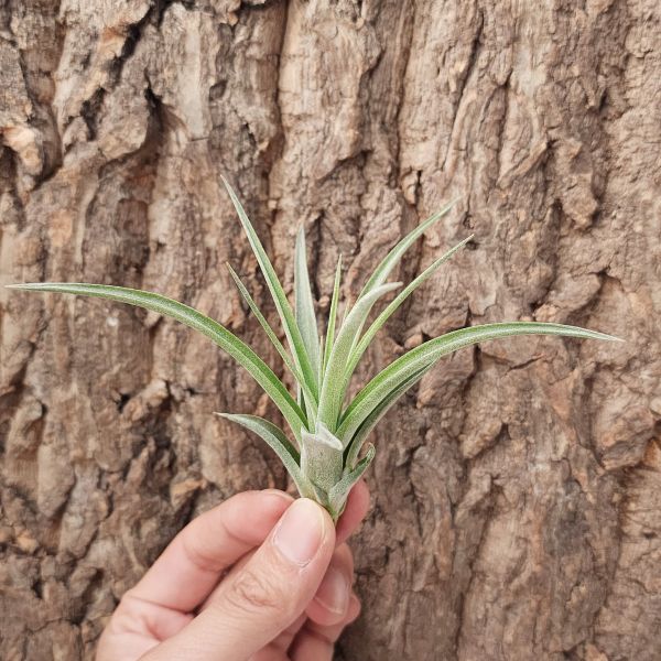 電捲燙×滷肉/Tillandsia Streptophylla × Novakii 