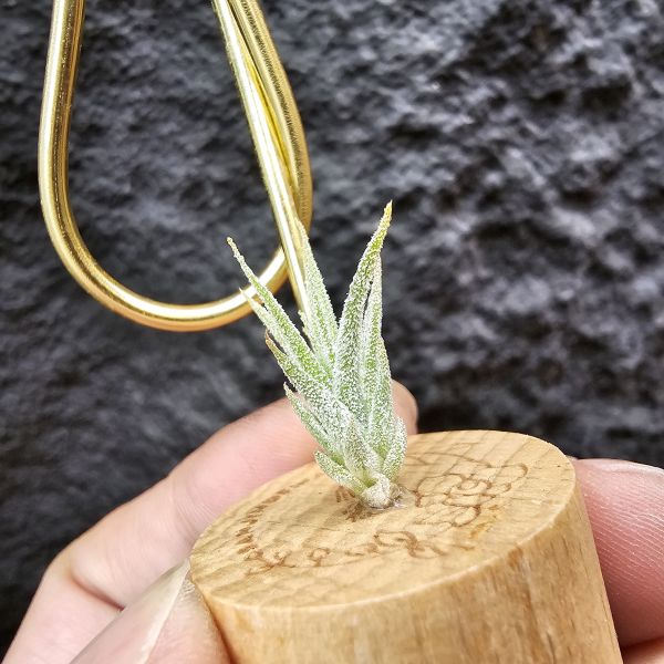 Joy(電捲×河豚)×長莖小精靈/Tillandsia Joy × ionantha v. van-hyningii 