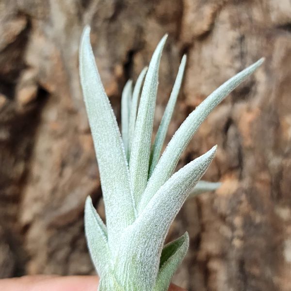 橘色花×薄紗/Tillandsia Recurvifolia × Gardneri 