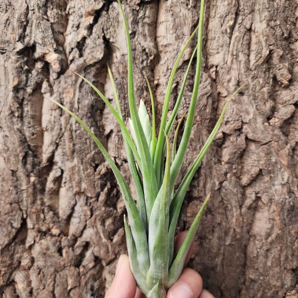 象牙玉墜子-大/Tillandsia Circinatta 