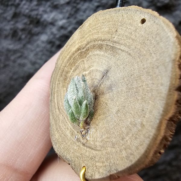 雪鵝×銀冰/Tillandsia SP. × Chiletensis 