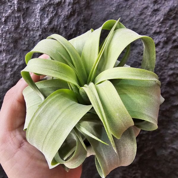 特選~電捲燙(瓜地馬拉)/Tillandsia streptophylla~很肥很肥很肥、很寬葉很寬葉很寬葉、偏青綠葉！ 