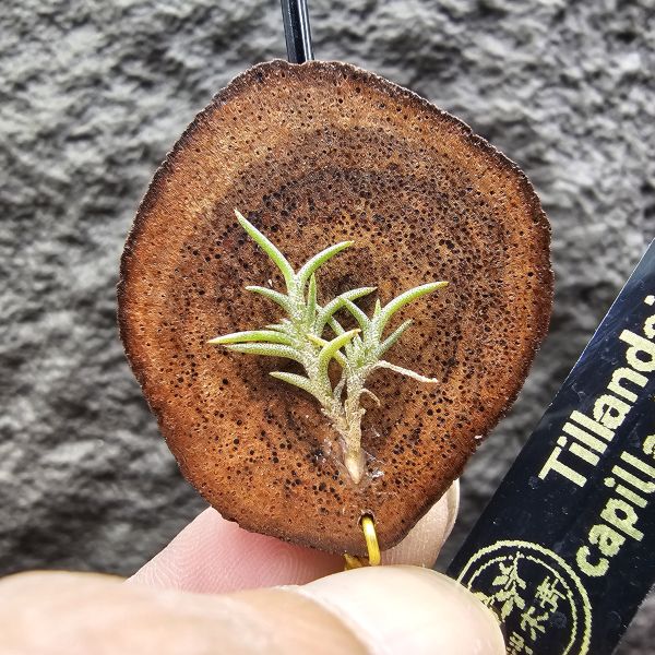 Tillandsia capillaris lottes 