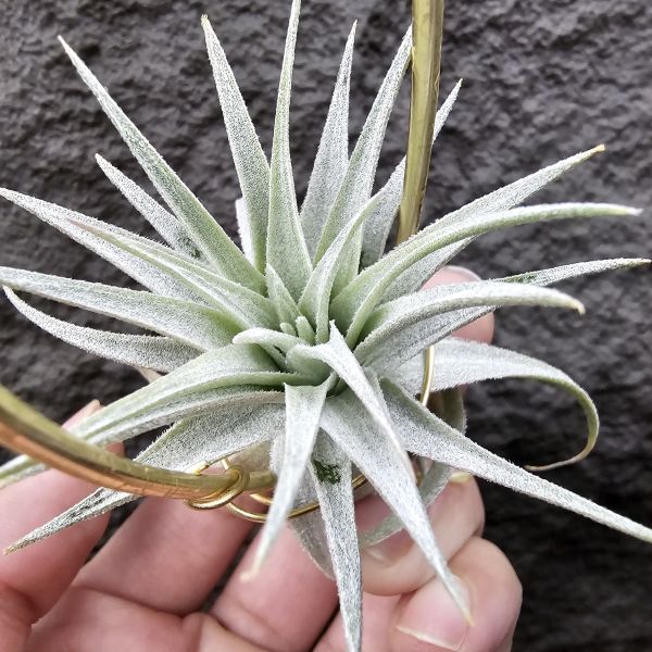 薄紗×多國/Tillandsia (gardneri × stricta)~從芽養到多葉尺寸，都需要時間~ 
