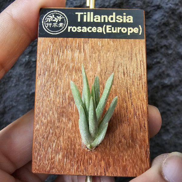 Tillandsia rosacea(Europe) 