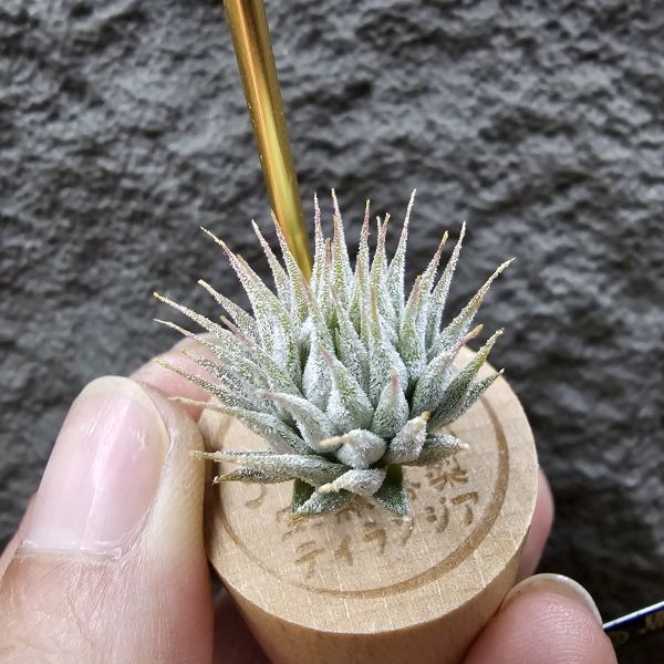 圖騰小精靈/Tillandsia ionantha Totem Pole 