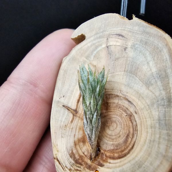 彈頭(阿根廷)/Tillandsia pedicellata(Argentina) 