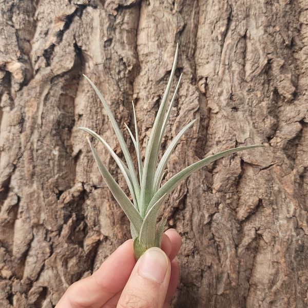 黃水晶×雷射弗利亞/Tillandsia Ixioides × Recurvifolia 