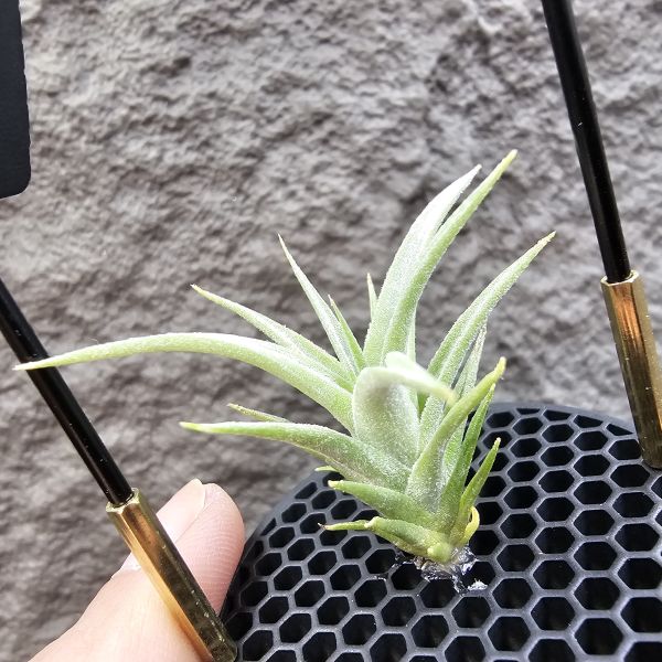 白天鵝×電捲燙貝里斯/Tillandsia barfussii × streptophylla Belize 