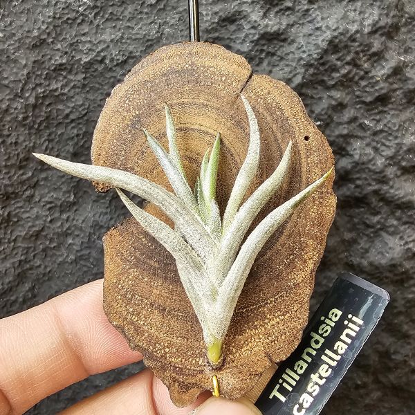 卡斯塔拉米(成株尺寸)/Tillandsia castellanii(Argentina)~阿根廷原生種，黃色瓣狀花，圖四可參考叢生型態 