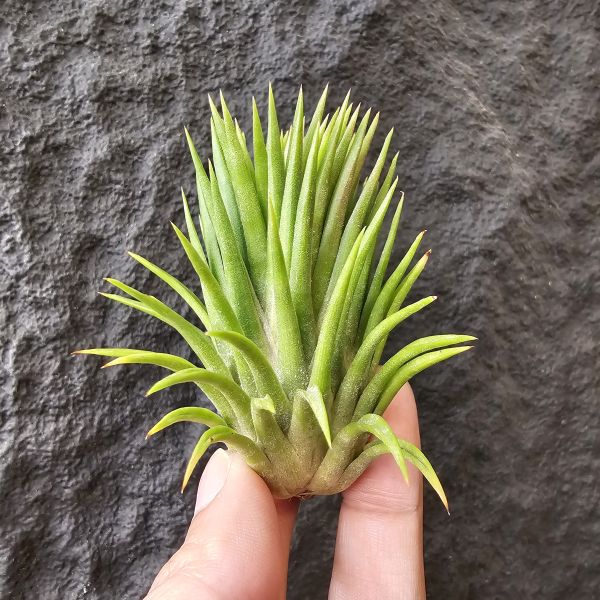 猴子小精靈/Tillandsia ionantha Monkey 