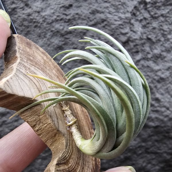 Tillandsia tenuifolia var. saxicola(M+尺寸)紫水晶變異型態較小型個體，與T.tenuifolia Bronze Tip很相似，以來源名稱為主，T.tenuifolia的個體也相當多變，實際上有無個體差異也不好判別，此品未曾見開花過！側上木會呈勾勾的型態相當漂亮！ 
