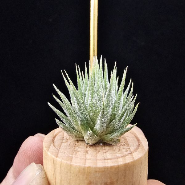 花生米小精靈(早期)/Tillandsia ionantha peanut~形態較矮胖些 