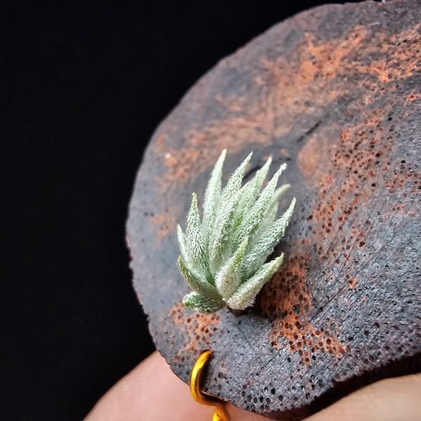 蘿莉-雨林/Tillandsia loliacea(RFI) 