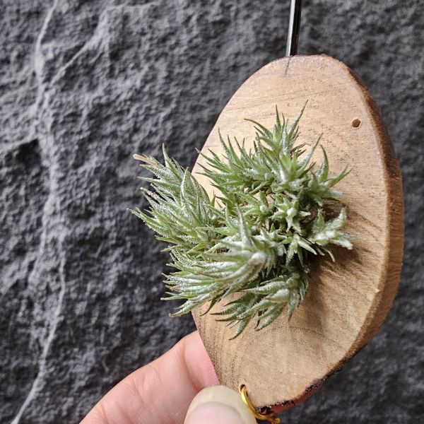 珮迪斯拉塔(彈頭)-叢生/Tillandsia pedicellata 