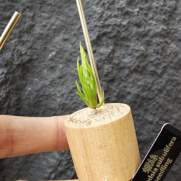 螺絲(實生)不挑株！/Tillandsia Subulifera seedling~建議養在散射光明亮處避免直曬 