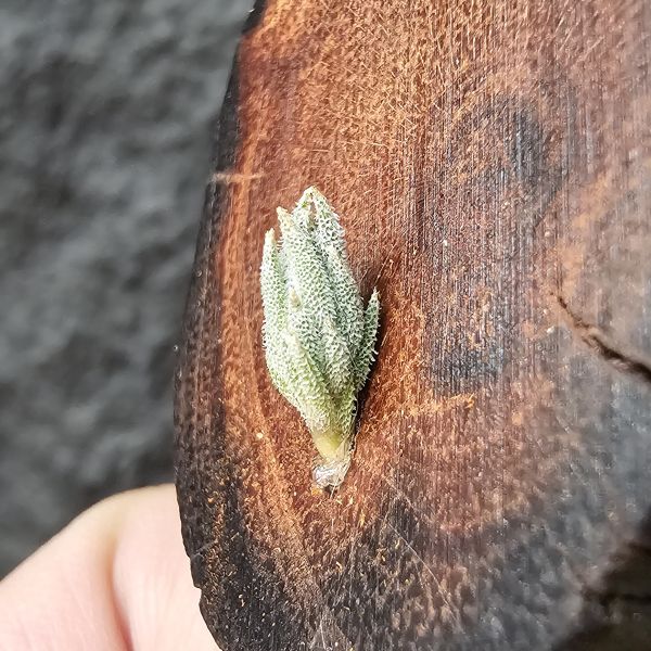歐洲xip(檸檬香花)交種/Tillandsia xiphioides Hybrids~此品項是向(歐洲當地玩家)收購，並沒有量、市面上也不會有！實生苗型態似瓣狀花型態、毛感明顯，值得收藏期待成株後的樣子！ 