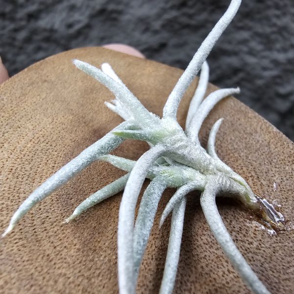 莫利斯(皆帶芽)/Tillandsia mollis~相當雪白的品種~已帶到非常強健好養的植株，以往剛進口並不好照顧。 
