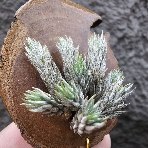彈頭(野採)/Tillandsia pedicellata(Argentina) 